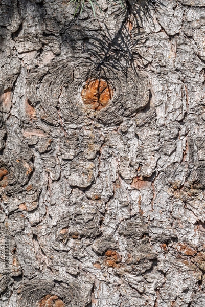 Fototapeta Bark texture and background of a old fir tree trunk. Detailed bark texture. Natural background