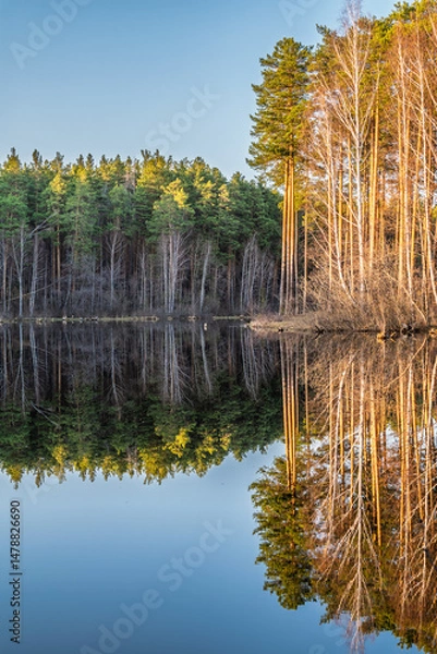 Fototapeta Calm lake with green trees on the shore and a beautiful reflection. Summer landscape.