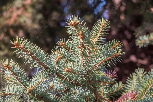 Fototapeta Closeup of fir branches with young buds. Spring nature concept. Fir branches with fresh shoots