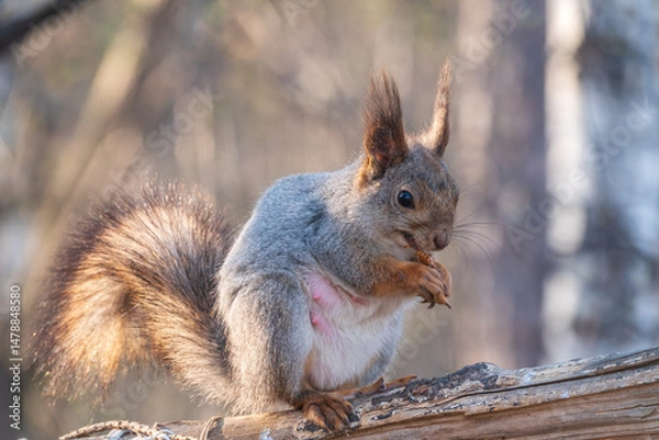 Fototapeta The squirrel with nut sits on a branches in the spring or summer.