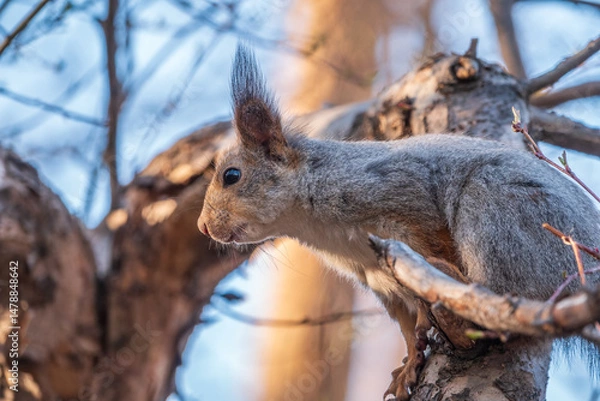 Fototapeta The squirrel sits on a branches in the spring or summer.