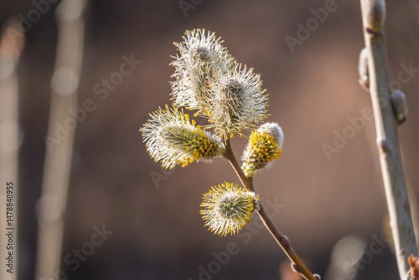 Fototapeta Nature awakes in spring. Blooming willow twigs and furry willow-catkins, so called seals or cats. Holly willow, Salix caprea