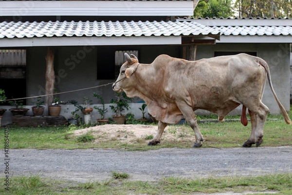 Fototapeta There was a cow with large, long testicles suitable for breeding, walking on a lead on the side of the road.