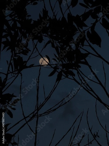 Fototapeta moon in the forest