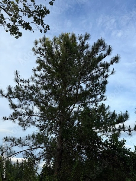 Fototapeta trees and sky