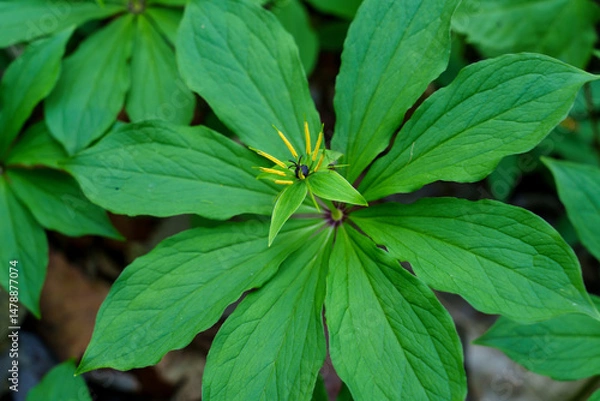 Obraz Siberian Herb Paris in Spring Forest