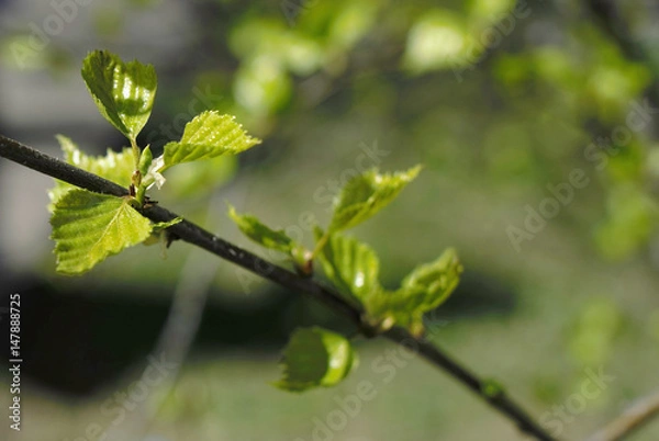 Obraz green sprout against the sky
