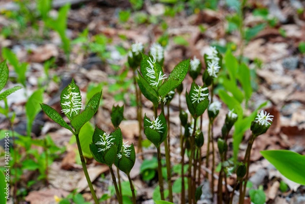 Fototapeta Single-Whorl Mitrewort Blooming in Spring Forest