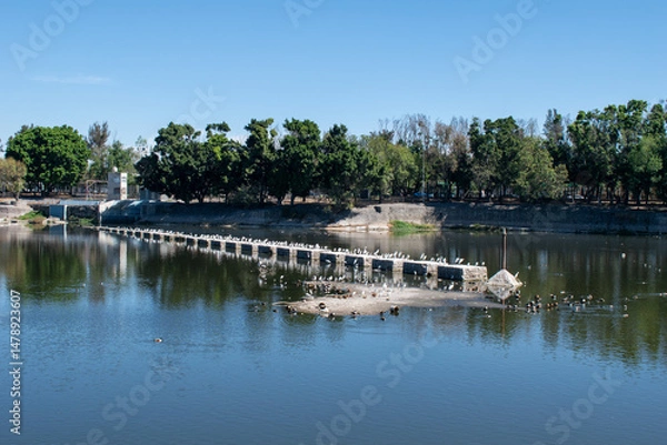 Fototapeta Group of birds perched on a dam above the lake at Parque Independencia El Dean in Guadalajara on a sunny day