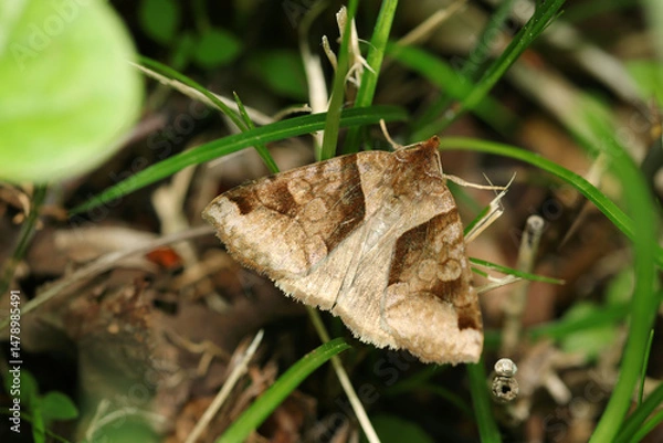 Obraz 草葉に潜む渋いカラーリングのウンモンクチバ蛾の成虫（自然環境下マクロ撮影）