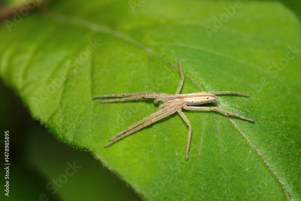 Obraz 若葉の上に貼りつくようなとてもうすく扁平、足の長い薄茶色のシャコグモ（自然光+ストロボマクロ撮影）