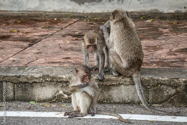 Obraz Urban macaque family bond - wild monkeys adapting to city life in Thailand