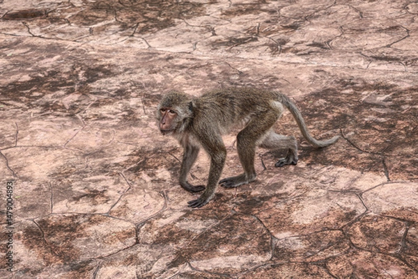 Obraz Angry urban macaque stalks city sidewalk - dangerous encounter with wild animals in urban environment