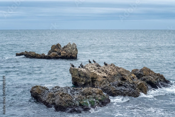 Fototapeta A black cormorant bird colony perched on rocks in the sea on the Black Sea coast near Kavarna, Bulgaria