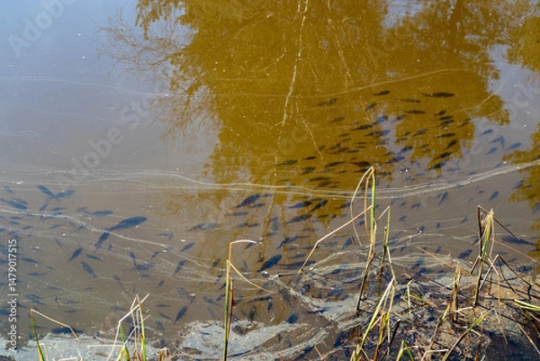 Fototapeta Swarm of little fish swimming in a pool in springtime
