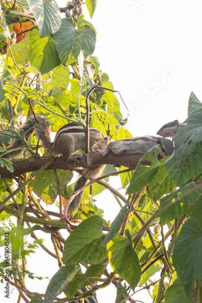 Obraz A few squirrels sit quietly on tree branches, their soft brown fur sharp eyes