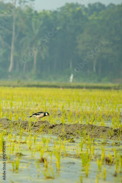 Obraz A common myna sits in a rice field, its yellow wing patches and bright beak