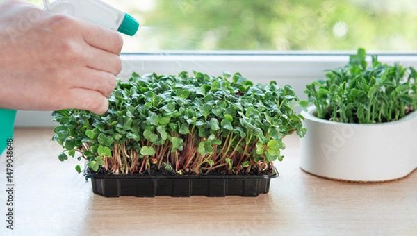 Fototapeta Gardener spraying microgreens growing in plastic containers on windowsill