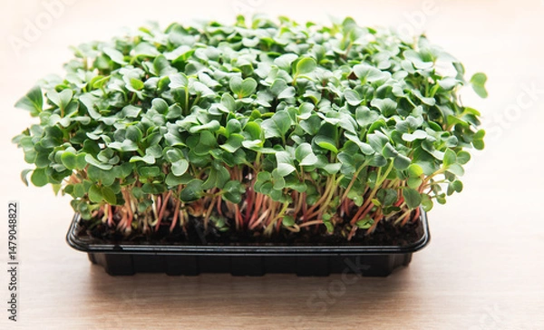 Fototapeta Microgreens growing in a black plastic container on a wooden table
