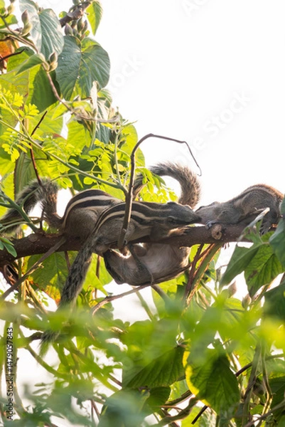 Fototapeta A squirrel is a small, agile rodent known for its bushy tail, sharp claws