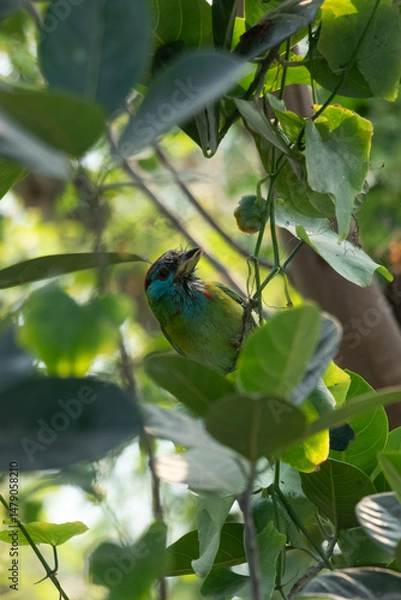 Obraz A wild parrot sits in a bush its bright green feathers blend in with the foliage