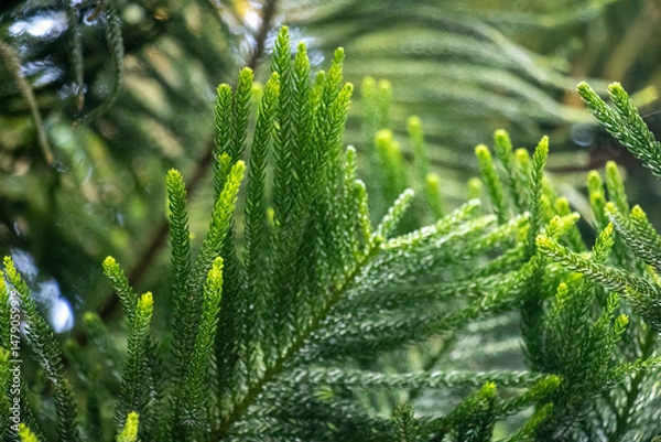 Obraz Araucaria columnaris, Cook pine, Coral reef. Native to New Caledonia