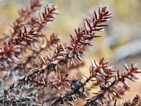 Fototapeta A detailed close-up of a distinct plant with reddish-brown leaves, thriving in a natural setting during the autumn season. The delicate branches illustrate the beauty of plant life.