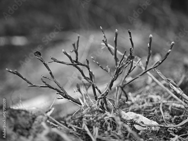 Fototapeta Small branches sprout from the ground, showcasing resilience in a black-and-white landscape. The setting evokes early spring, highlighting nature's renewal among dry surroundings.