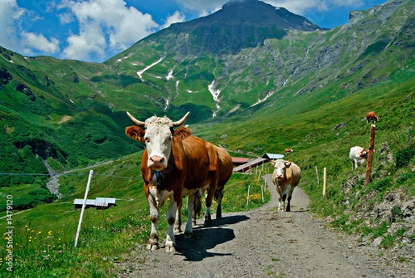 Fototapeta cows grazing in swiss countryside