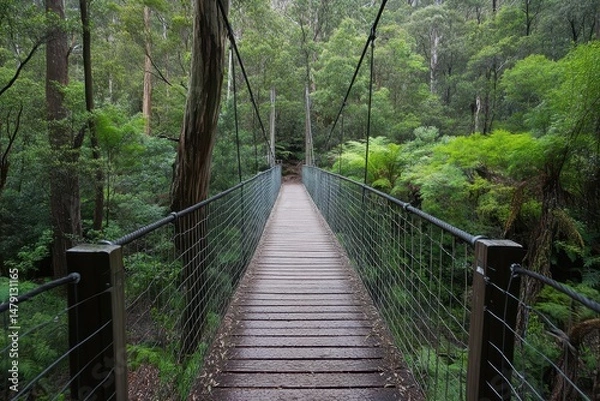 Fototapeta Hiking across a serene hanging bridge in the Tasmanian forest of Australia in the early morning light, Hiking in Australia forest Hanging bridge in Tasmania nature reserve park