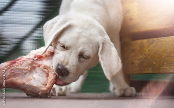 Fototapeta Junger labrador retriever welpe frisst einen Knochen