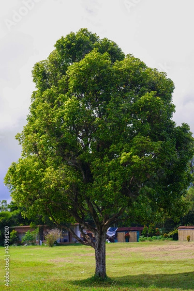 Obraz oak tree in the park