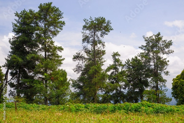 Obraz trees in the forest