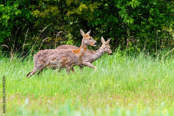 Fototapeta Dwie sarny