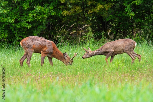 Obraz Dwie sarny na łące 