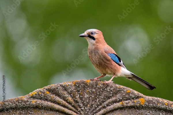 Obraz Sójka siedząca na płocie