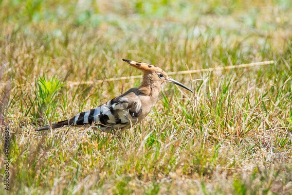Obraz Żerujący w trawie dudek