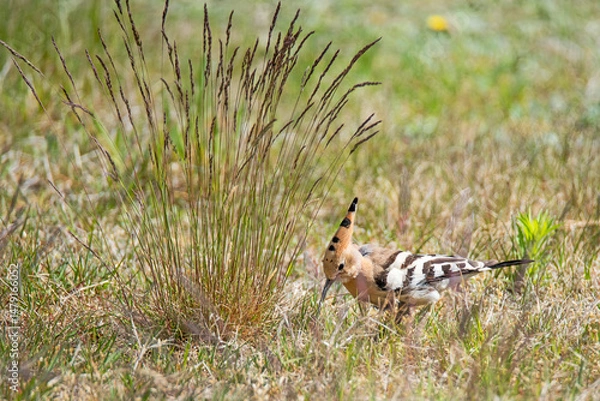 Obraz Żerujący w trawie dudek