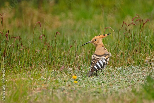 Fototapeta Dudek siedzący na trawie