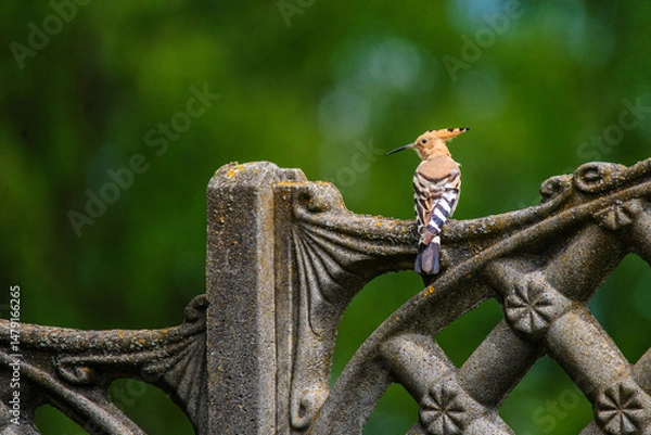 Obraz Dudek na płocie