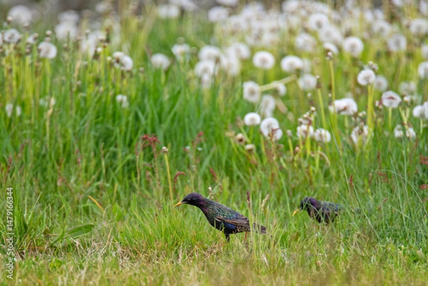 Obraz Szpaki w trawie