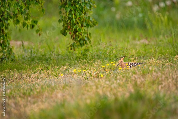 Obraz Dudek w trawie