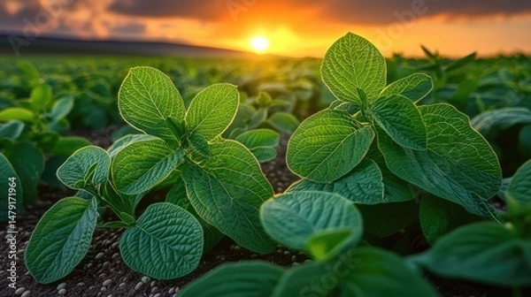 Fototapeta Sunrise Over Soybean Field: Vibrant green soybean plants thrive under a radiant sunrise, painting a picturesque agricultural landscape and emphasizing the promise of growth and harvest.
