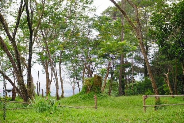 Obraz tree in the forest