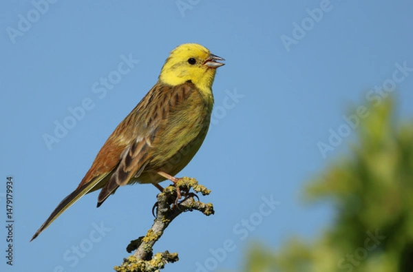 Fototapeta A singing male Yellowhammer, Emberiza citrinella, perching on top of a tree in springtime.