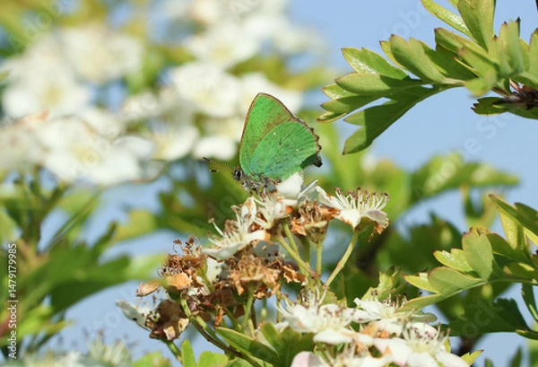 Fototapeta A Green Hairstreak Butterfly,  Callophrys rubi, resting on the blossom of a Hawthorn Tree in springtime.
