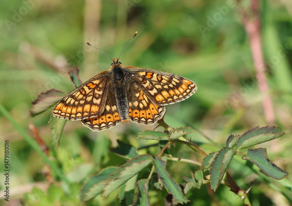 Fototapeta A rare Marsh Fritillary Butterfly, Euphydryas aurinia, resting on a plant in a meadow.