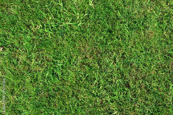 Fototapeta Beau gazon
