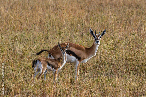 Fototapeta gazelles de Thomson dans le Parc du Sérengeti en Tanzanie