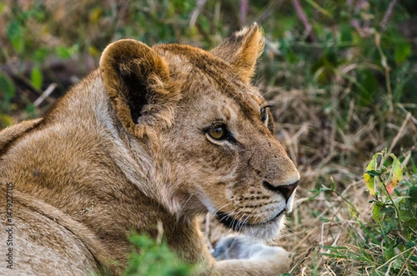 Fototapeta tête de lionne dans le Parc du Sérengeti en Tanzanie